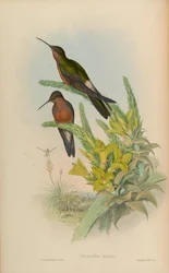 Patagona gigas